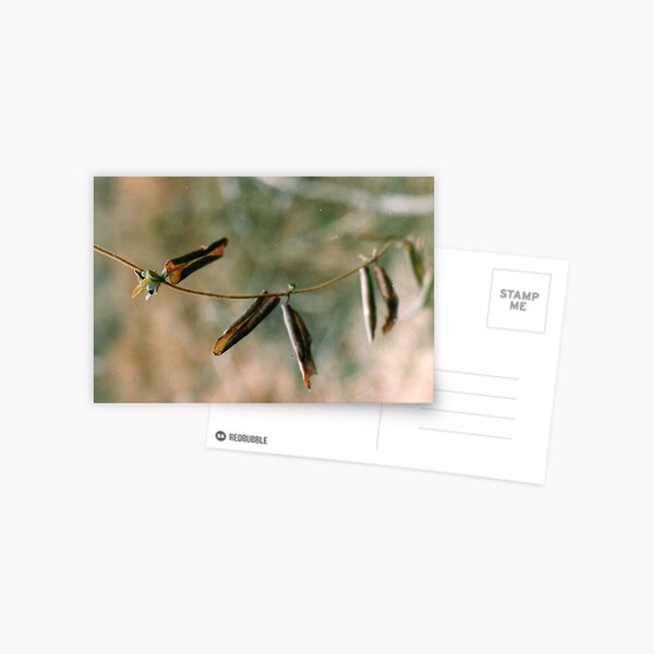 God's clothes line Postcard