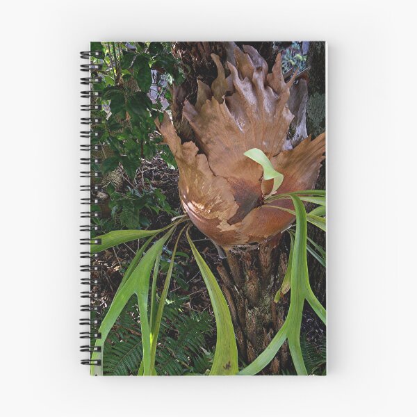 Item preview, Staghorn Fern and also the answer to my mystery photograph.....! designed and sold by Roy  Massicks.