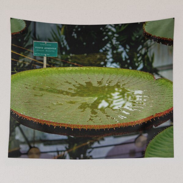 Aperçu de l'œuvre Amazon Waterlilly créée et vendue par shaynetwright.