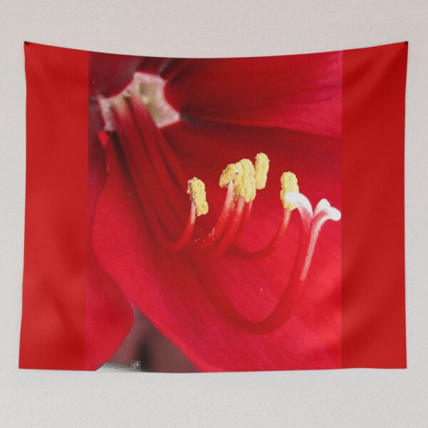 Item preview, Amaryllis named Black Pearl designed and sold by JMcCombie.