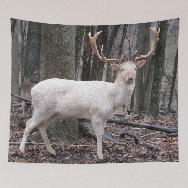 Item preview, White Fallow Deer (Leucistic) designed and sold by Ginny York.