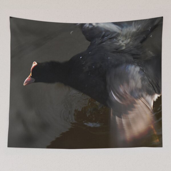 Item preview, Agitated Coot - photograph designed and sold by Paul Davenport.