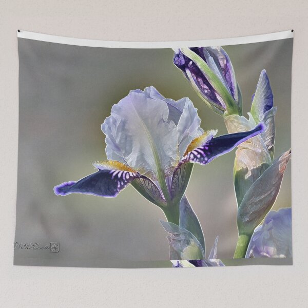 Item preview, Miniature Tall Bearded Iris named Consummation designed and sold by JMcCombie.