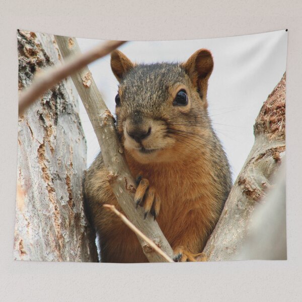 Item preview, Squirrel in a Cottonwood designed and sold by mokacat.