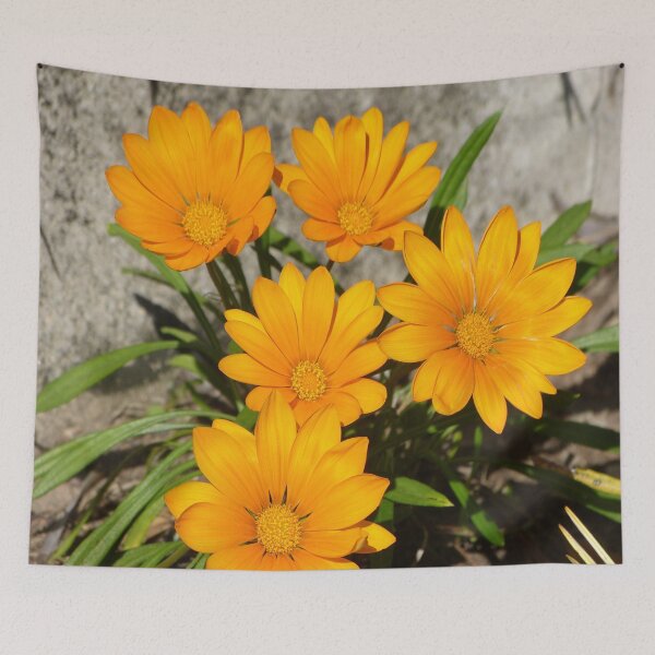 Item preview, Gazanias designed and sold by PhotosByG.