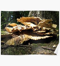 Forest Floor Poster