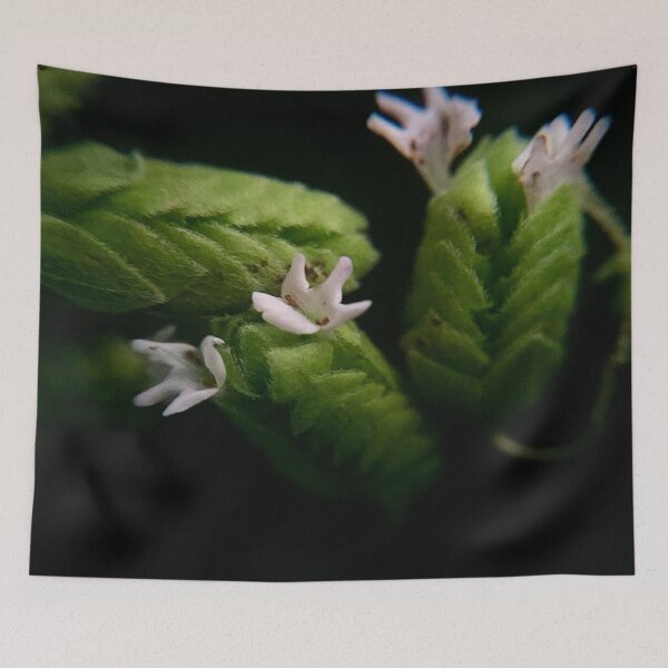 Item preview, Oregano designed and sold by umeimages.