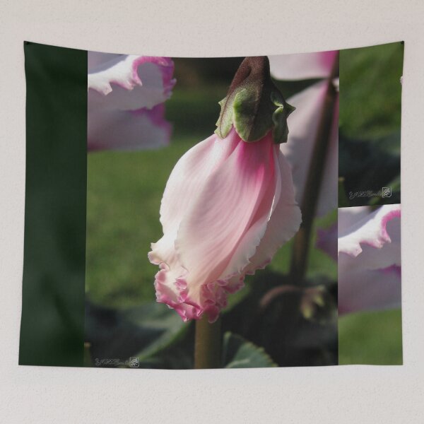 Artikelvorschau, Cyclamen named Victoria entworfen und verkauft von JMcCombie.