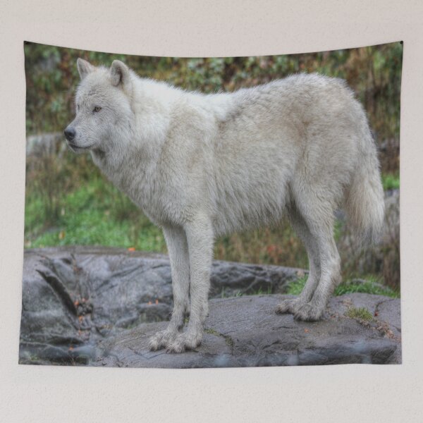 Item preview, Arctic Wolf HDR designed and sold by Vicki Spindler (VHS Photography).