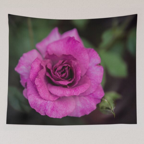 Item preview, Lavender Rose designed and sold by Cathy Donohoue.