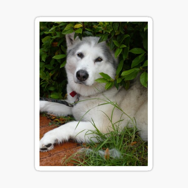 Hiding in the Garden Sticker