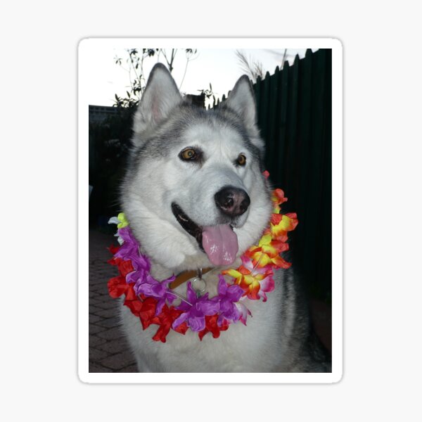 Hawaiian Malamute Sticker