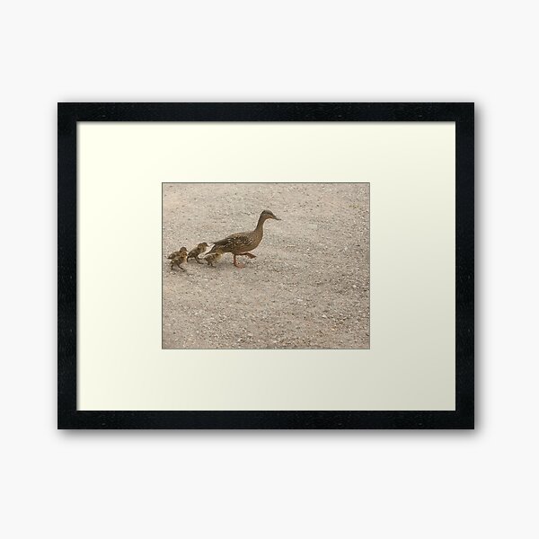 Driveway Ducks Framed Art Print