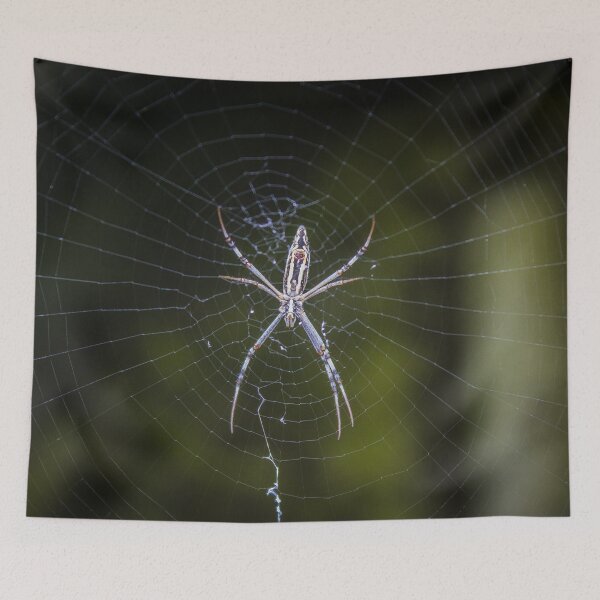 Item preview, Baby orb spider designed and sold by shaynetwright.