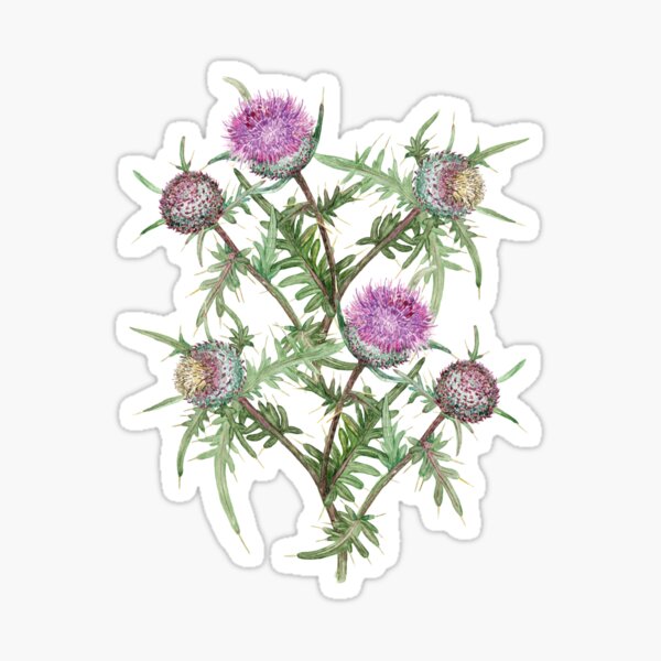 Thistle violet flowers and purple stripes Sticker