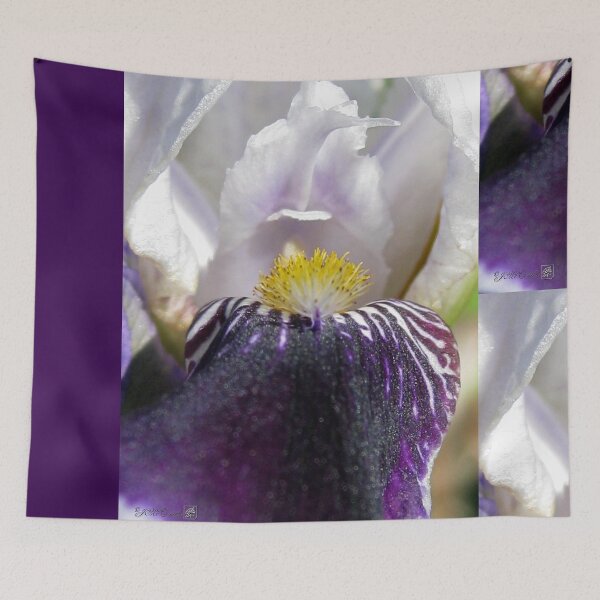 Item preview, Miniature Tall Bearded Iris named Consummation designed and sold by JMcCombie.