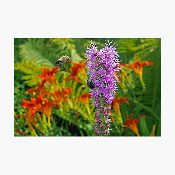 Item preview, BUSY BEES designed and sold by DRON.