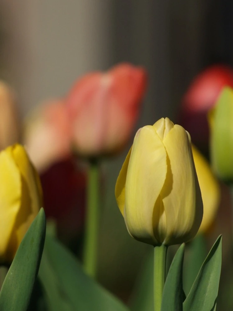 Thumbnail 4 of 4, iPhone Case, Springtime Tulips designed and sold by FabPosters4Less.