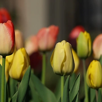 Artwork thumbnail, Springtime Tulips by FabPosters4Less