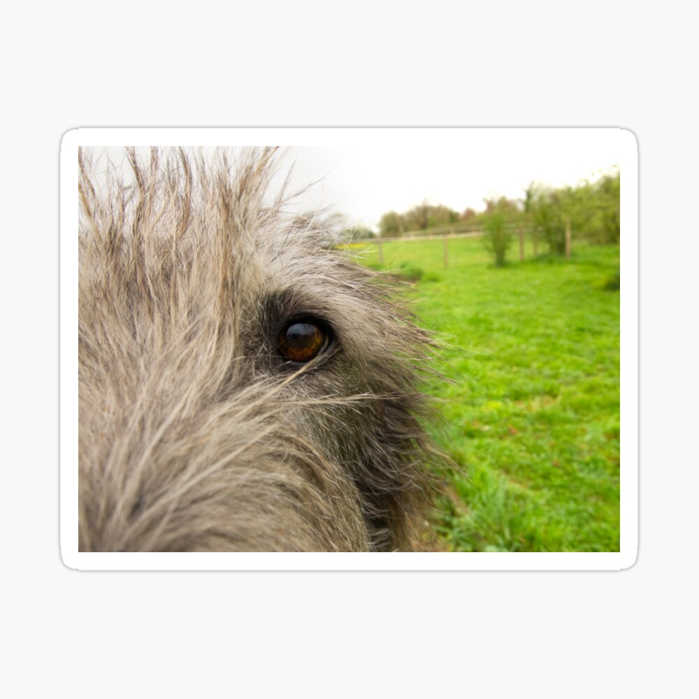 large grey dog breeds