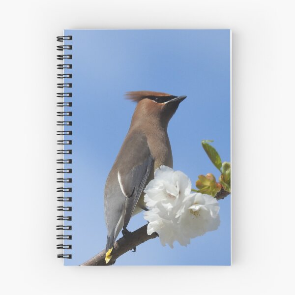 Item preview, Waxwing in flowered tree designed and sold by RichImage.