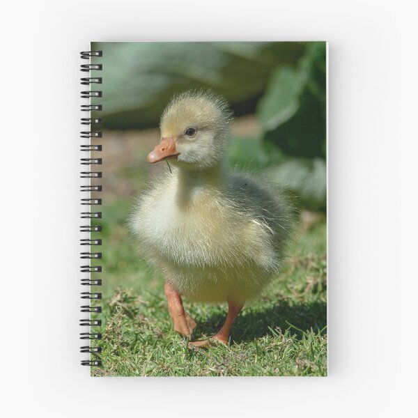 Item preview, Greylag Gosling Steps designed and sold by DonMc.