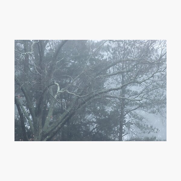 Foggy morning Photographic Print