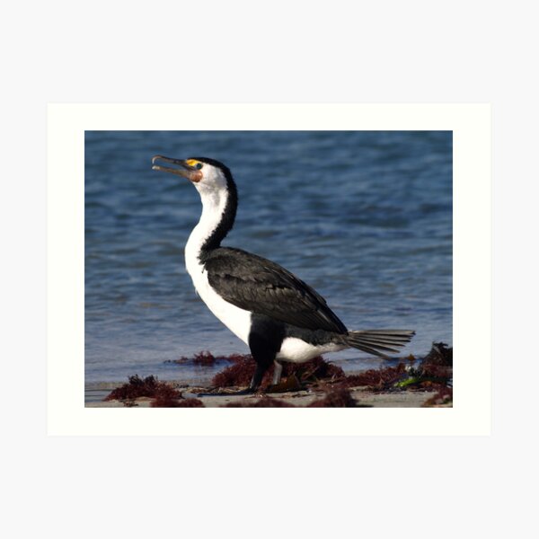 Australian Pied Cormorant Art Print