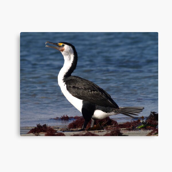Australian Pied Cormorant Canvas Print