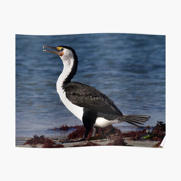 Australian Pied Cormorant Poster