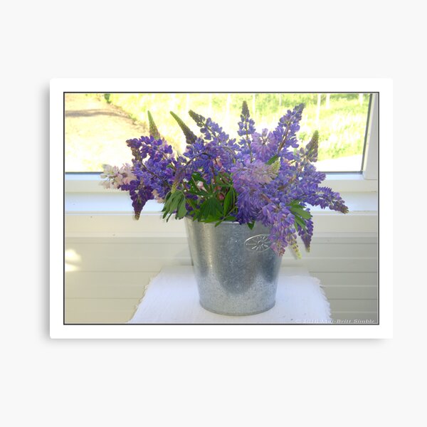"Lupinus polyphyllus" Metal Print