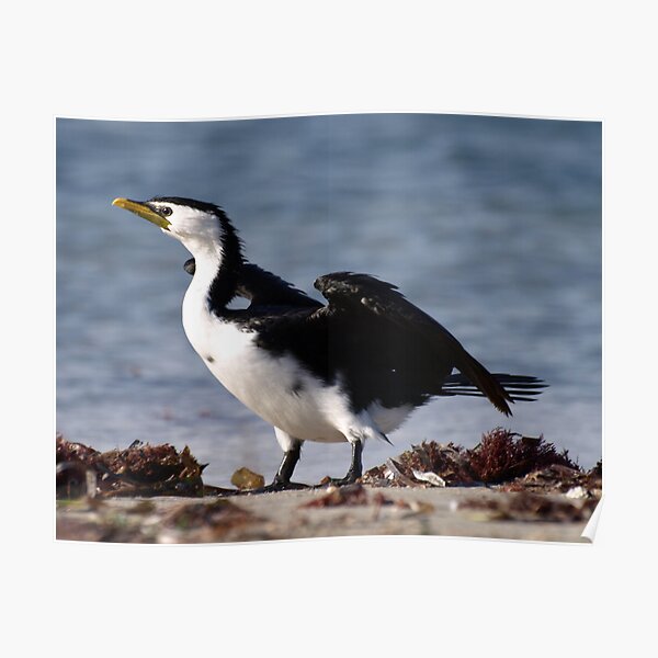 Little Pied Cormorant Poster