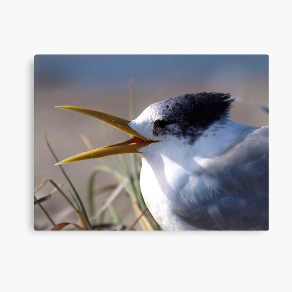 Greater Crested Tern Canvas Print