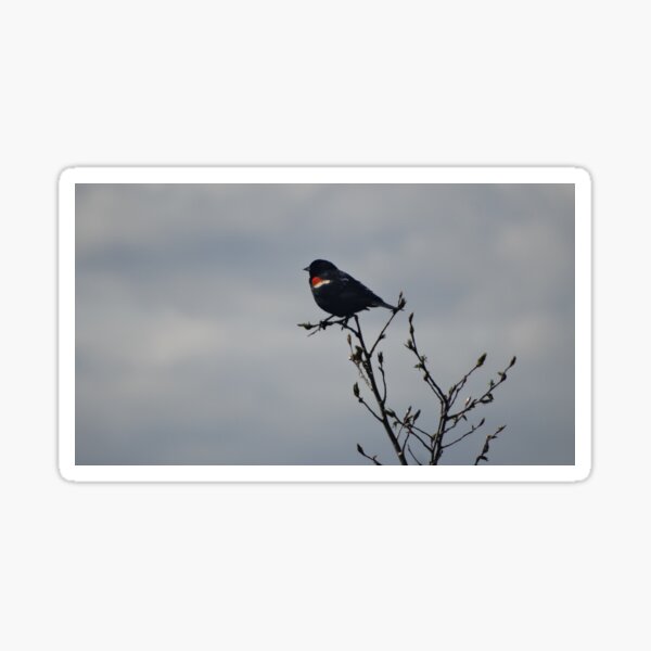 Item preview, Redwing Black Bird in a Tree designed and sold by BirdyBirdy8.