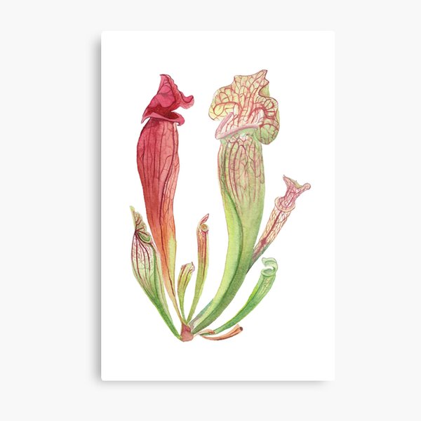 Item preview, Trumpet Pitcher Plant designed and sold by Zoya Makarova.