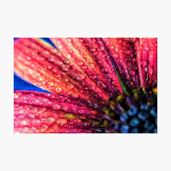 purple osteospermum with water droplets Photographic Print
