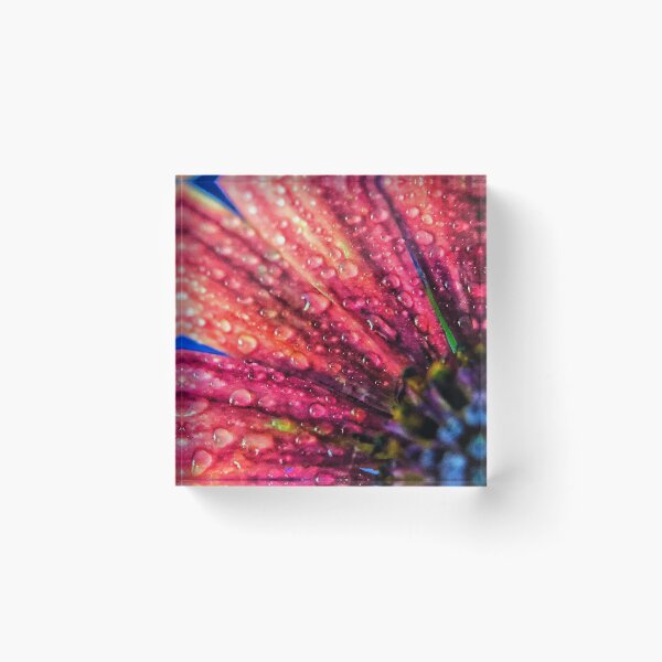Item preview, purple osteospermum with water droplets designed and sold by JanineEK.