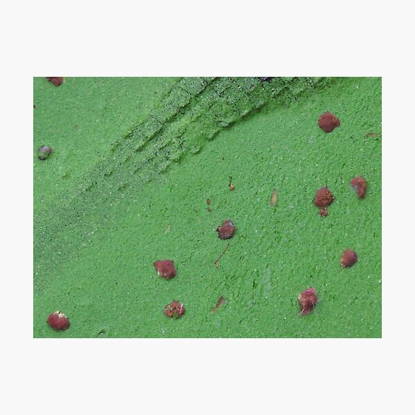 Wedding crocodile Photographic Print