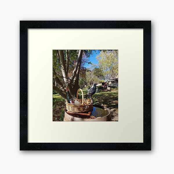 Magpie at Magpie Springs - Adelaide Hills Wine Region - Fleurieu Peninsula - by South Australian artist Avril Thomas Framed Art Print