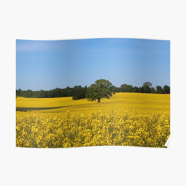 Rapeseed field Poster