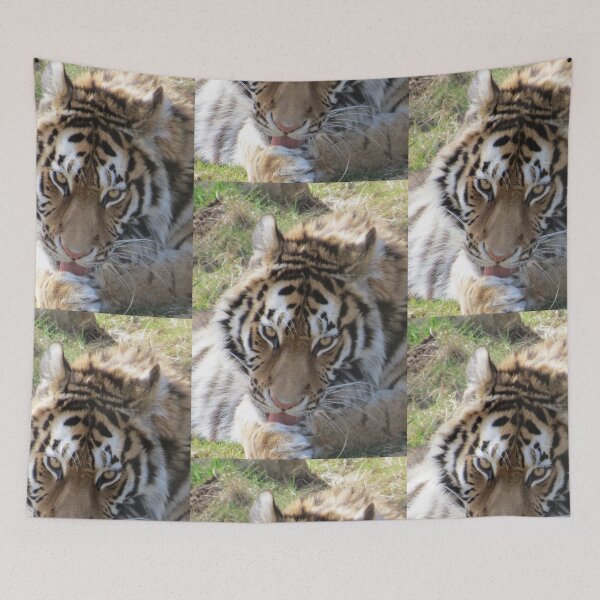 Item preview, Stunning Tiger designed and sold by BsPhotographs.