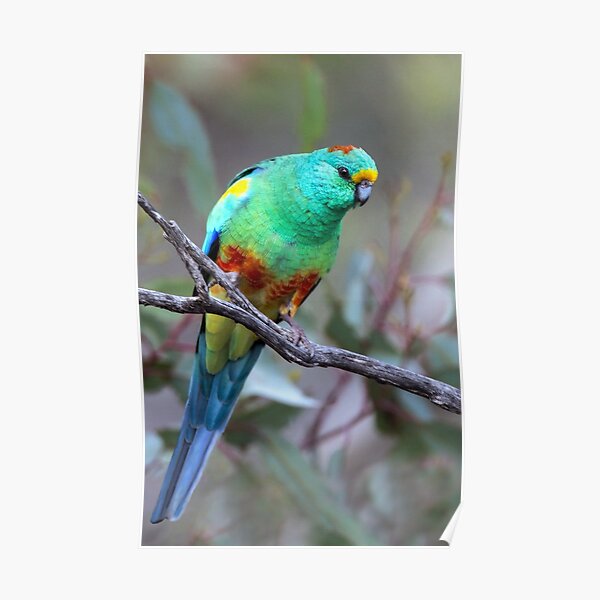 Australian Parrots |