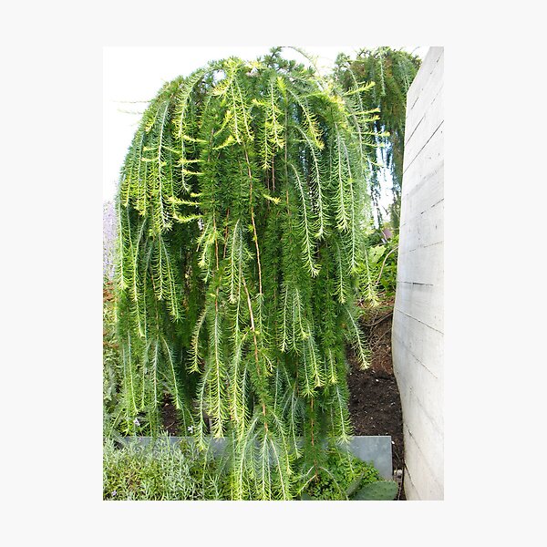 Item preview, The Dreadlocks Tree designed and sold by MarianBendeth.