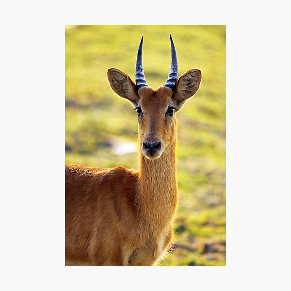 Puku Photographic Print