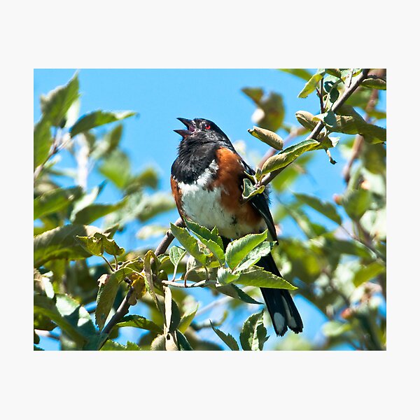 Singing His Heart Out Photographic Print