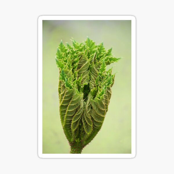 Triffids in the spring ! Sticker