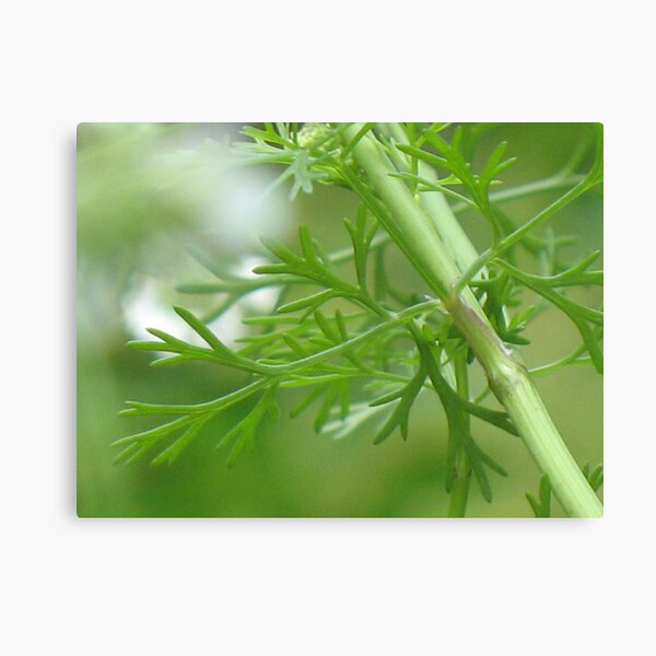 In the Herb Garden Canvas Print
