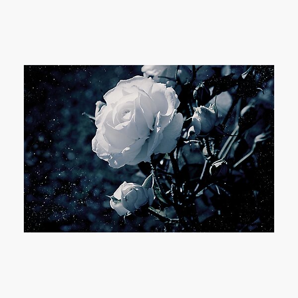 Aperçu de l'œuvre Moonflower créée et vendue par ilva.