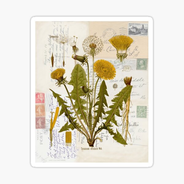 Dandelion Botanical on Antique Postcards Sticker