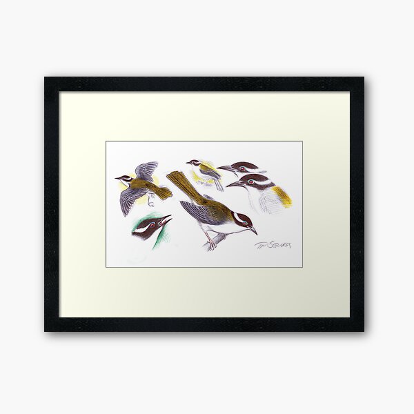 Strong-billed Honeyeater Framed Art Print